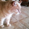 Aslan