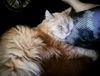 Aslan