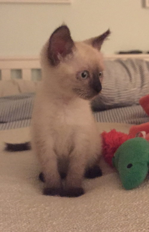Milo