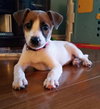 Mollie