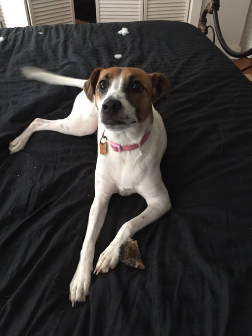 Mollie