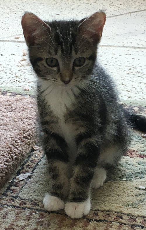 Piper