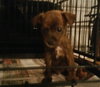 Tiny Tim