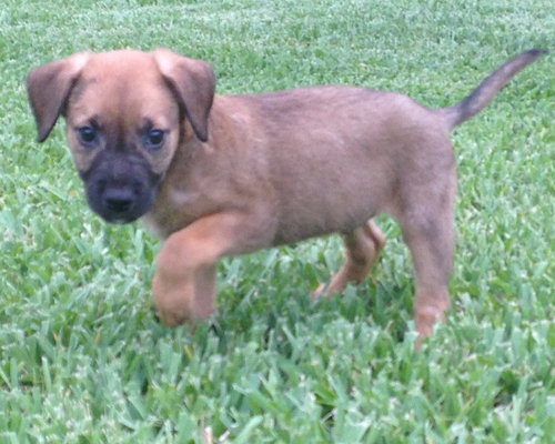 Luca