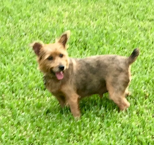 Max