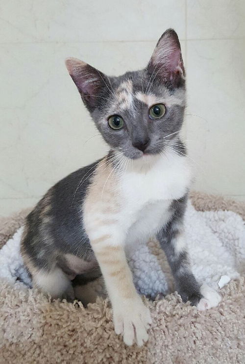 Belle Kitty