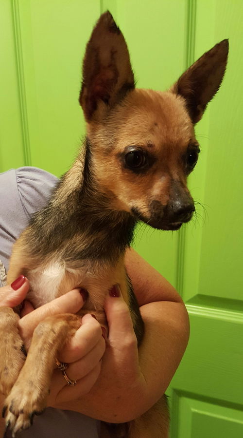 Chico