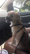 Benji