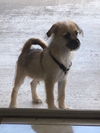 Benji