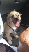 Benji