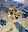 Benji