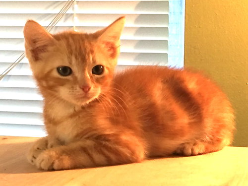 Ernie