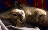 Esme