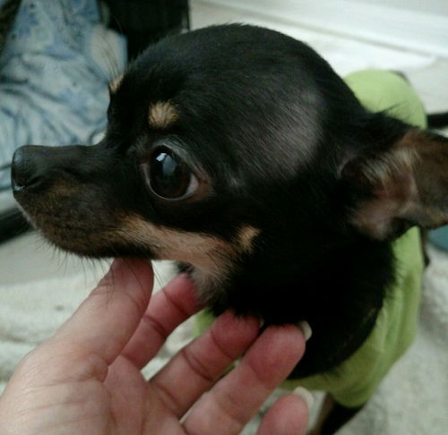 Joey