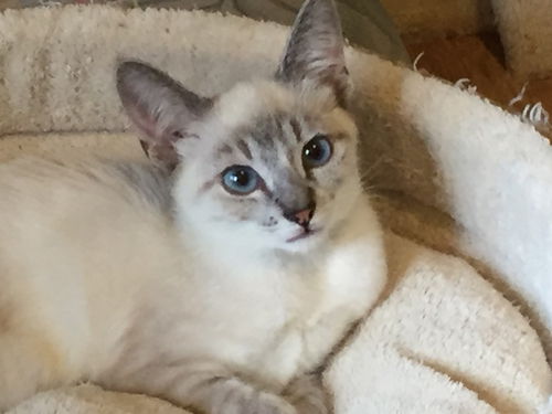 Pearl