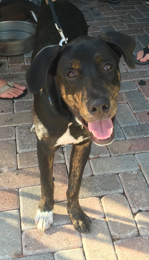 Loki aka Tazz