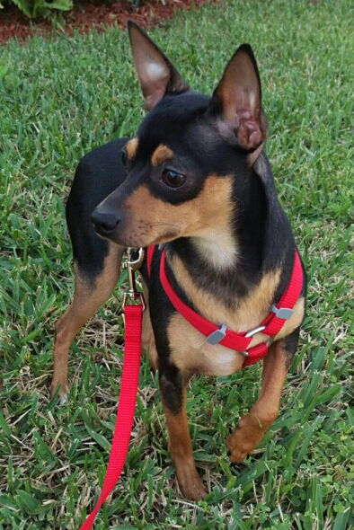 Chico