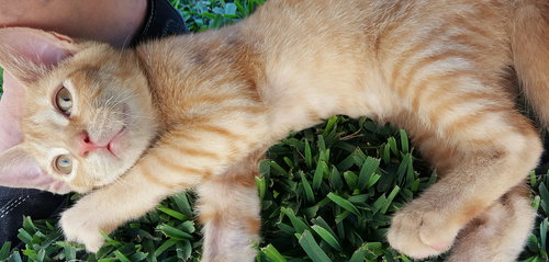 Loki