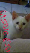 Sheamus