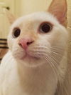 Sheamus