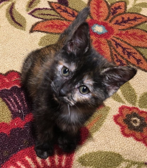 Mitzi
