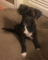 Lola