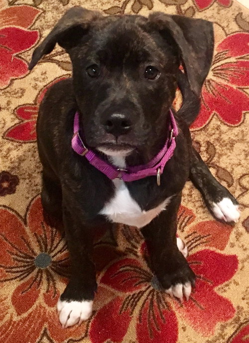 Lola