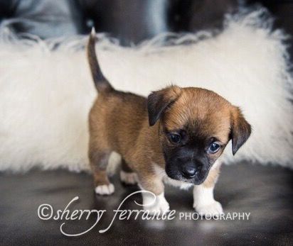 Winston