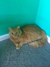 Pumpkin the Cat