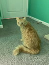 Pumpkin the Cat