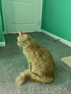 Pumpkin the Cat