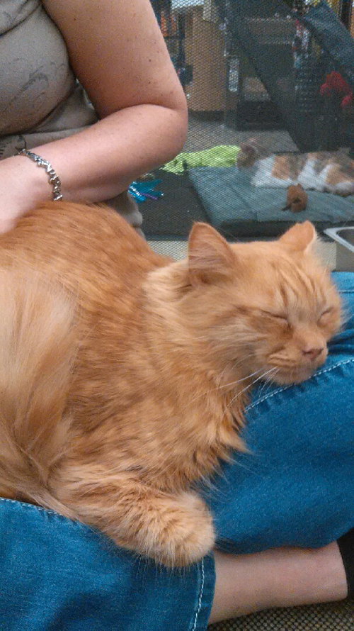 Pumpkin the Cat