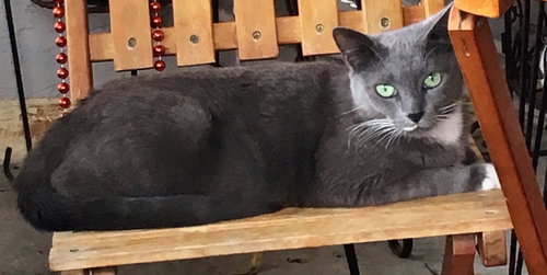 Mia