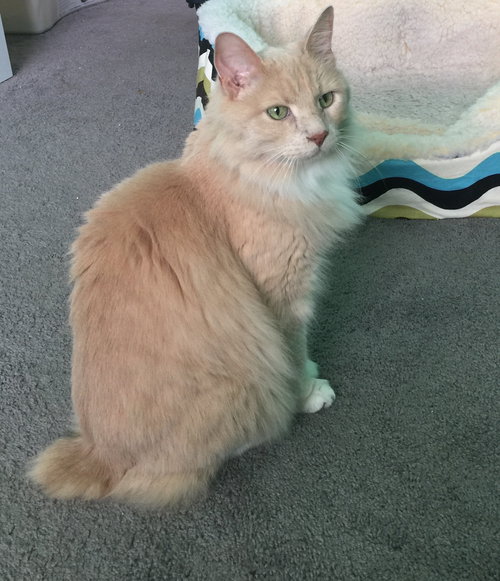 Lucas