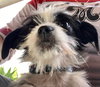 Mitzi