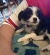 Mitzi