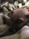 Tiny Tim