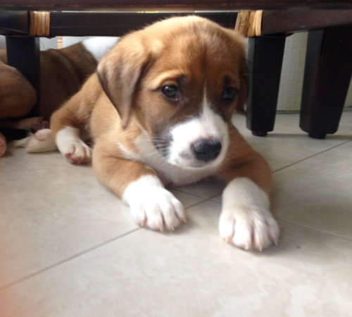 Pumpkin the dog