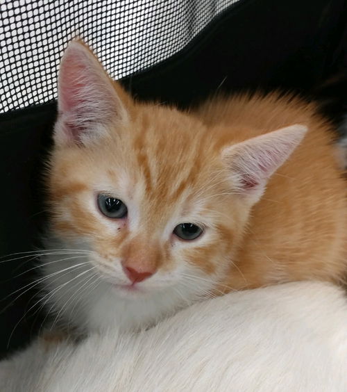 Owen