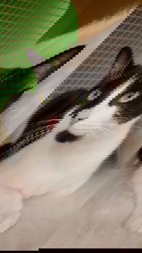 Dexter the Cat
