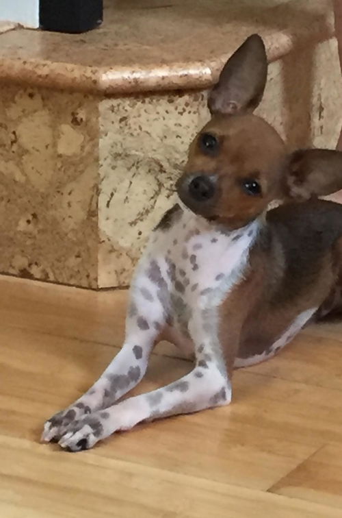 Petey
