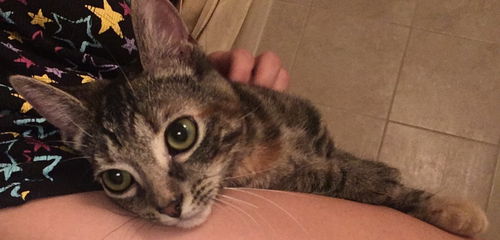 April Kitty