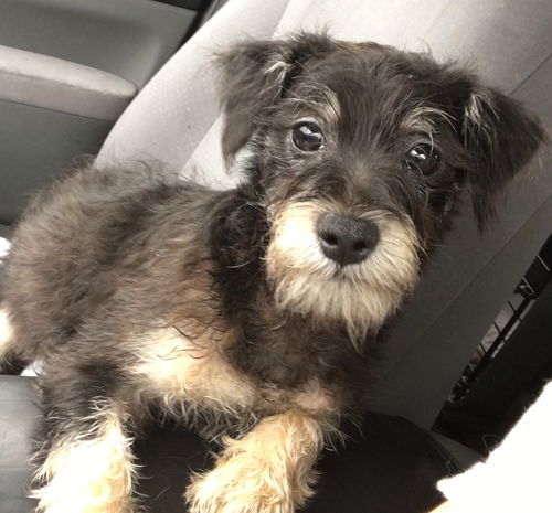 Jax