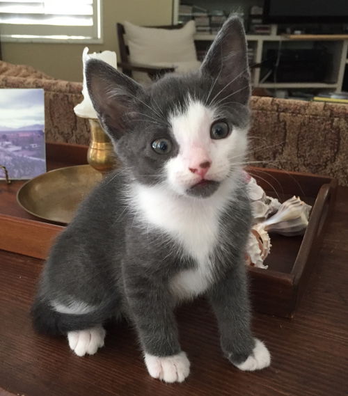 Elvis