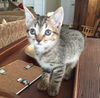 Emmie