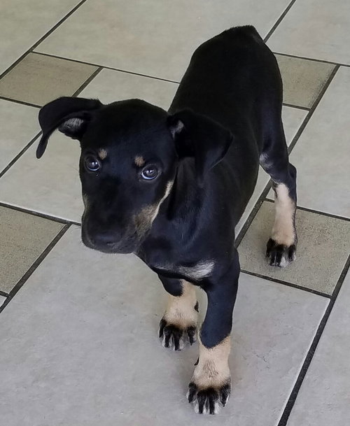 Enzo