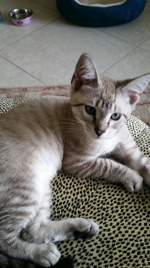 Mel