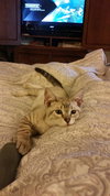 Mel