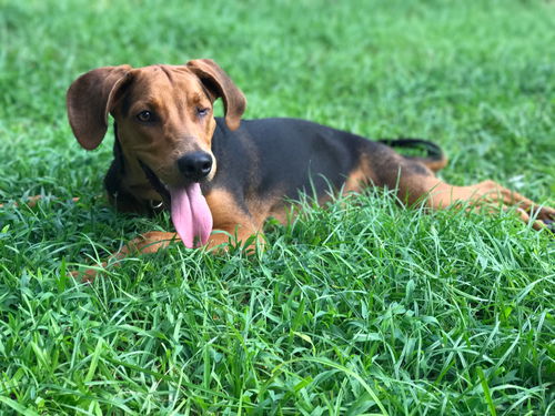 Bonita