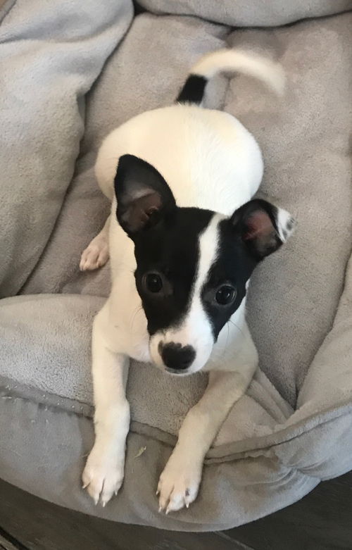 Willow